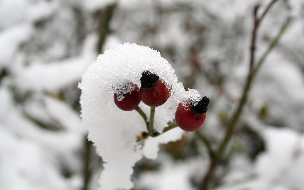 fruit covered with snow photo HD wallpaper